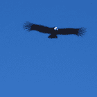condor1
