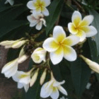 Frangipani78