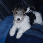 foxterrier