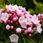 GardenTraveller