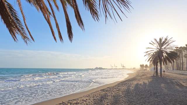 Ein weiter leerer Strand mit Palmen