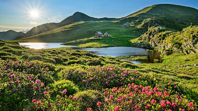 Sonnenlicht auf blühenden Pflanzen in den Julischen Alpen, Kärnten. © Westend61 via Getty Images
