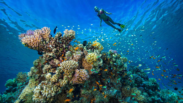 Eine junge Frau schnorchelt im roten Meer.