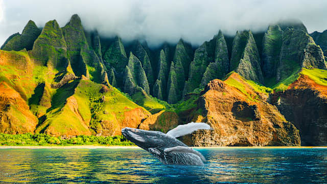 Ein Wal springt aus dem Wasser vor einer dramatischen Felsenküste.