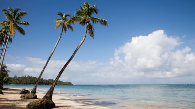 Palmen am Strand von Puerto Plata in der Dominikanischen Republik