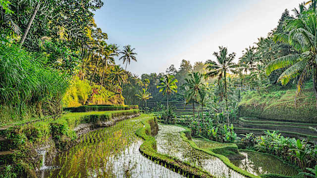 Reisterasse auf Bali in Indonesien.