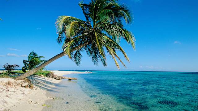 Palme am Strand mit blaugrünem Wasser. © Onne van der Wal via Getty Images