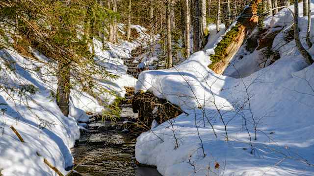 Wald in der Nähe des Baches Grosse Ohe. NP Bayerischer Wald im Winter, Bayern, Deutschland. © Martin Zwick/REDA/Universal Images Group via Getty Images
