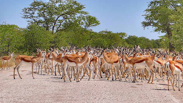 Herd Of Springbok On Field At Etosha National Park