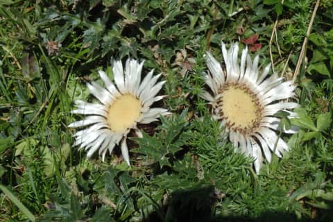4Schattos