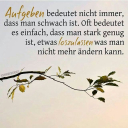 der Sonnenhungrige