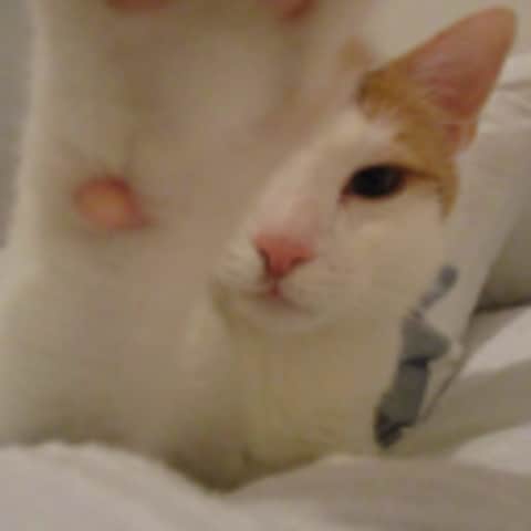 Pepito15