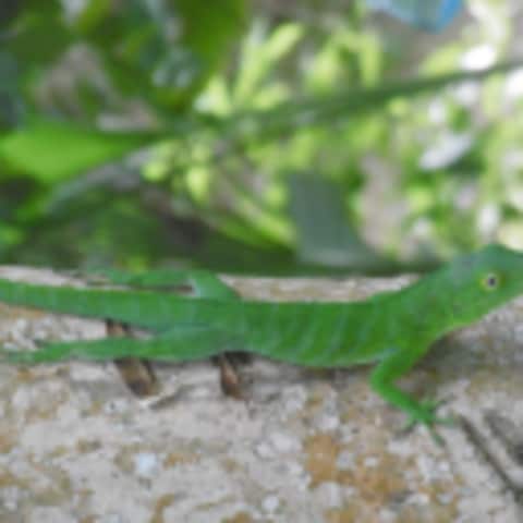 gecko3