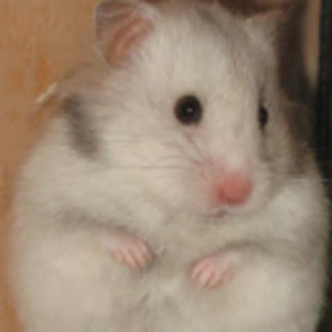 HamsterHalter