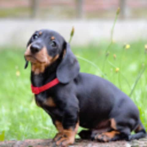 MeikesHund