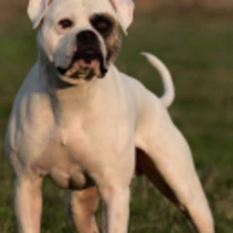 American Bulldog