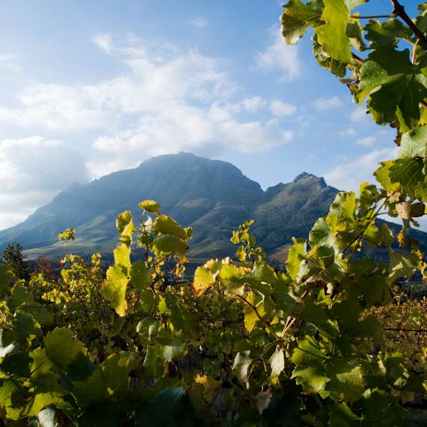 Ausblick durch die Weinreben am Westkap
