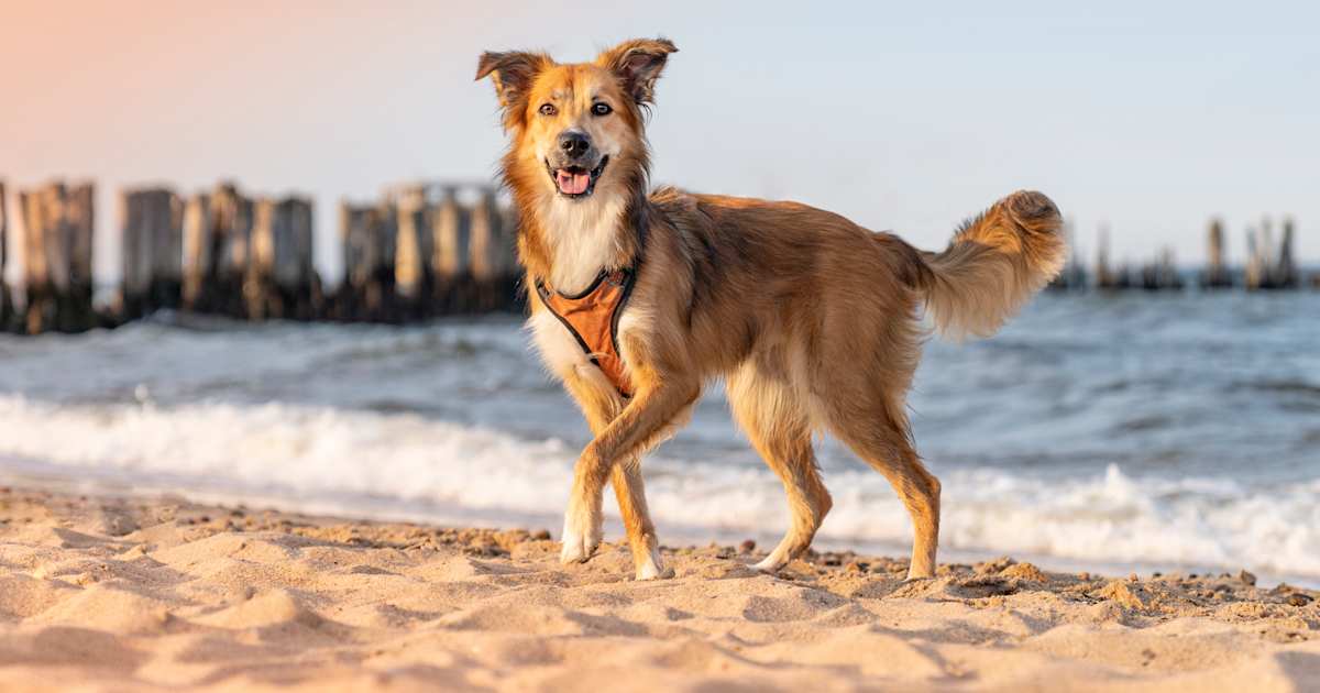 Die 8 besten Hundestrände in Polen