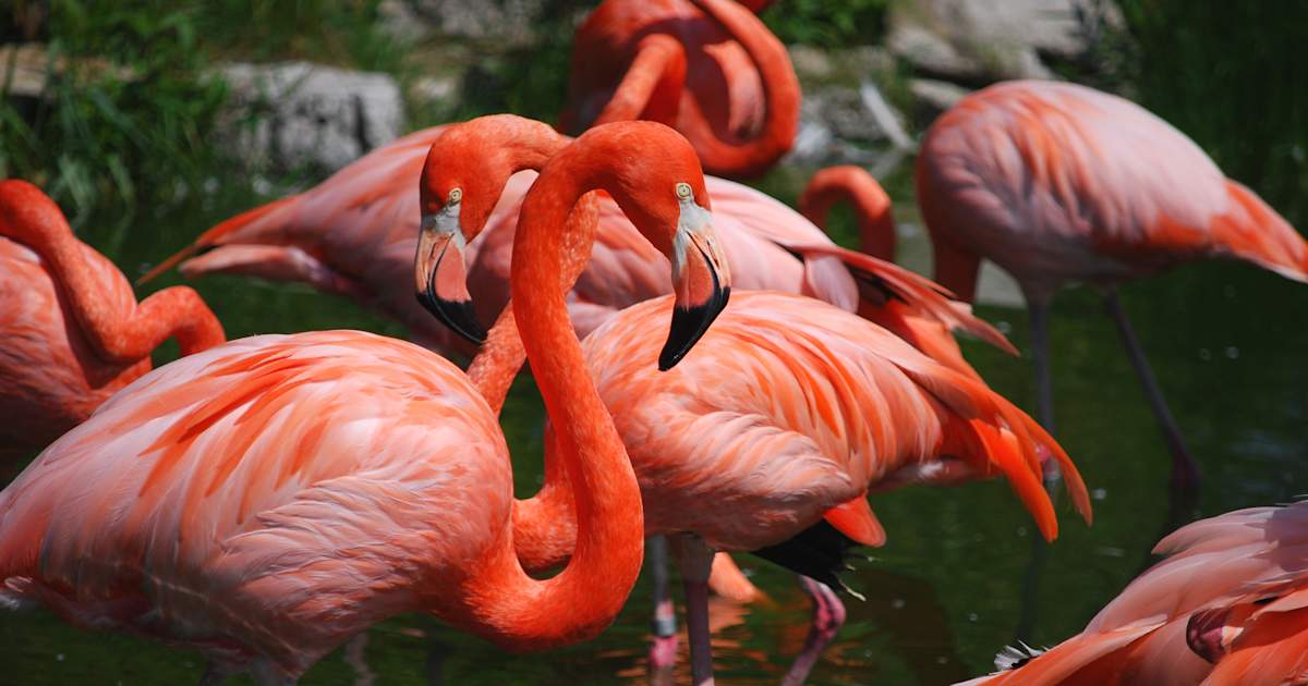 Zum Tag des Flamingos: 8 Hotels mit pinkem Wow-Faktor