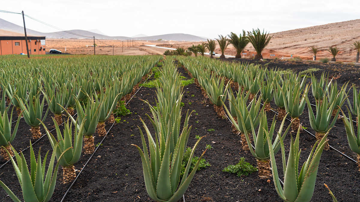 agave healing oil shampoo Agave Oil Clarifying Shampoo 1L Professional Pricing main image 0