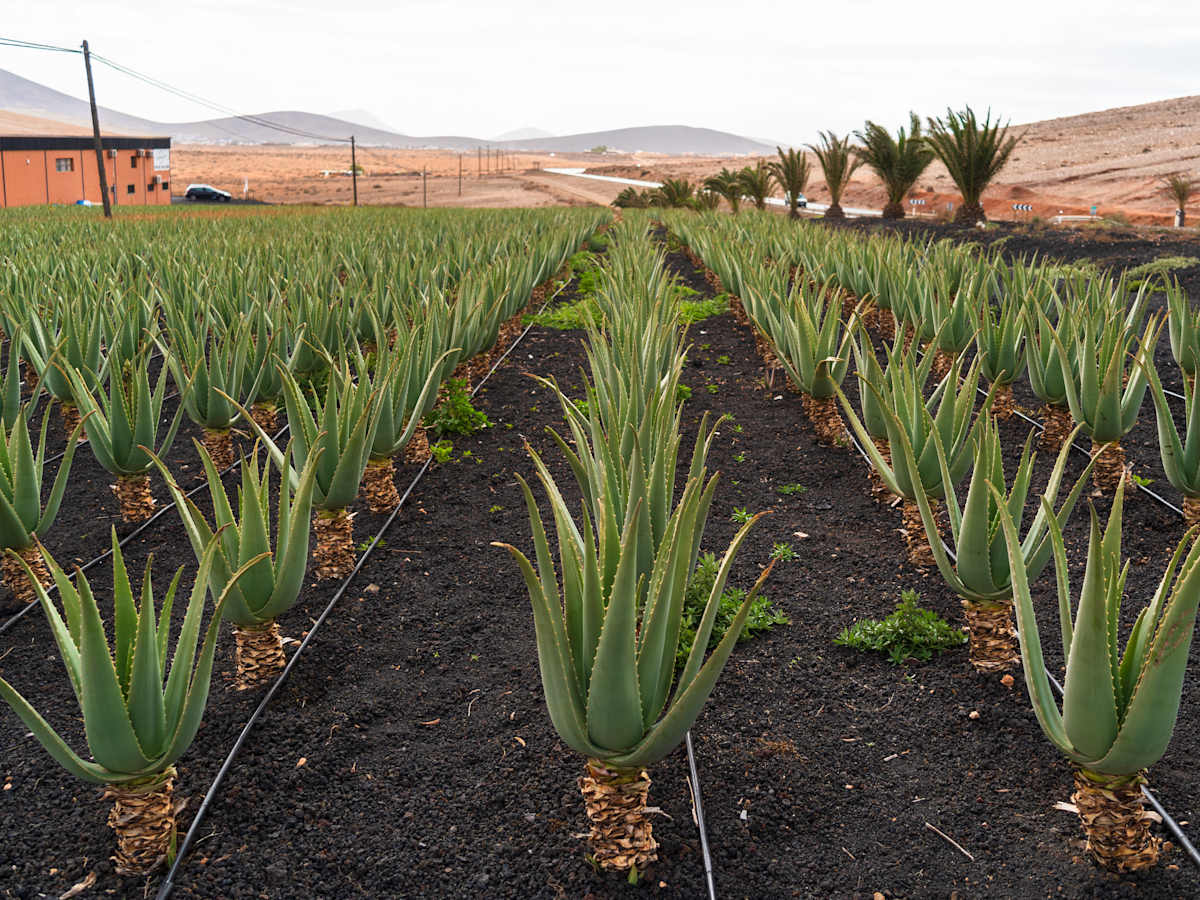 Geheimtipp AloeVera: So nutzt Du die Pflanze auf Fuerteventura richtig