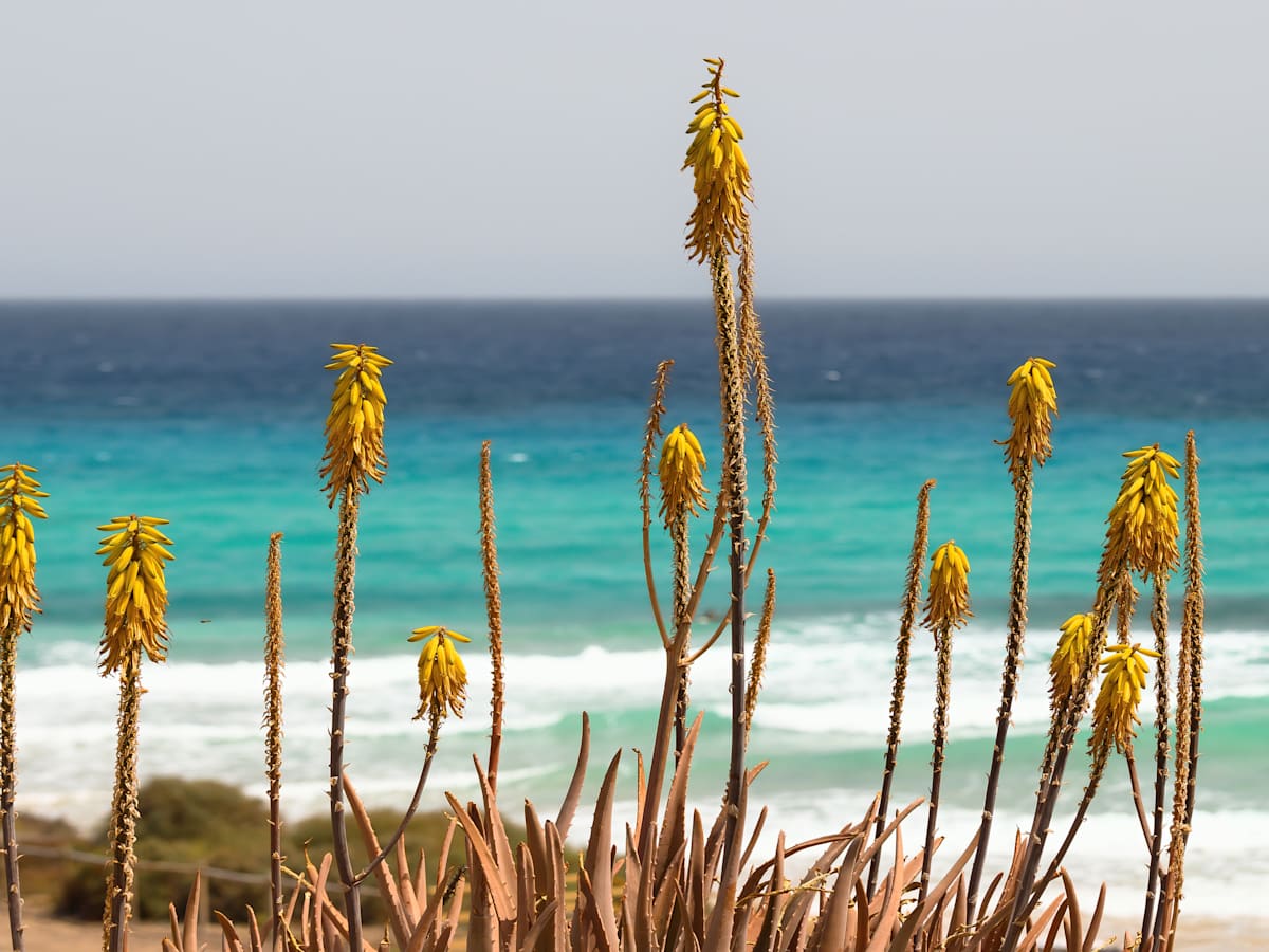 what does aloe vera do Aloe Vera main image 1