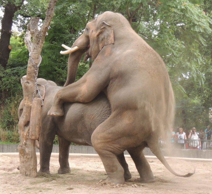 Elephant sex galleries — pic 9