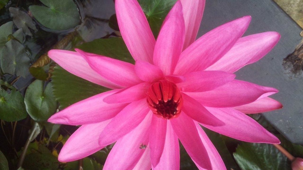 hotel flower garden (unawatuna) • holidaycheck (sri lanka südküste