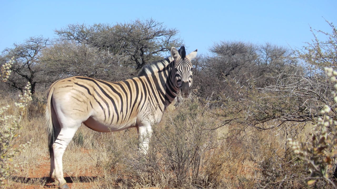 Mokala National Park SANPark Resort (Kimberley) • HolidayCheck (Nordkap