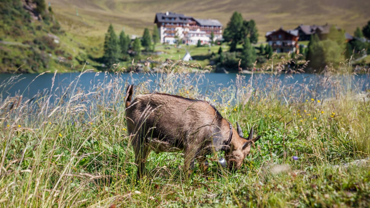 Heidi Hotel Falkertsee