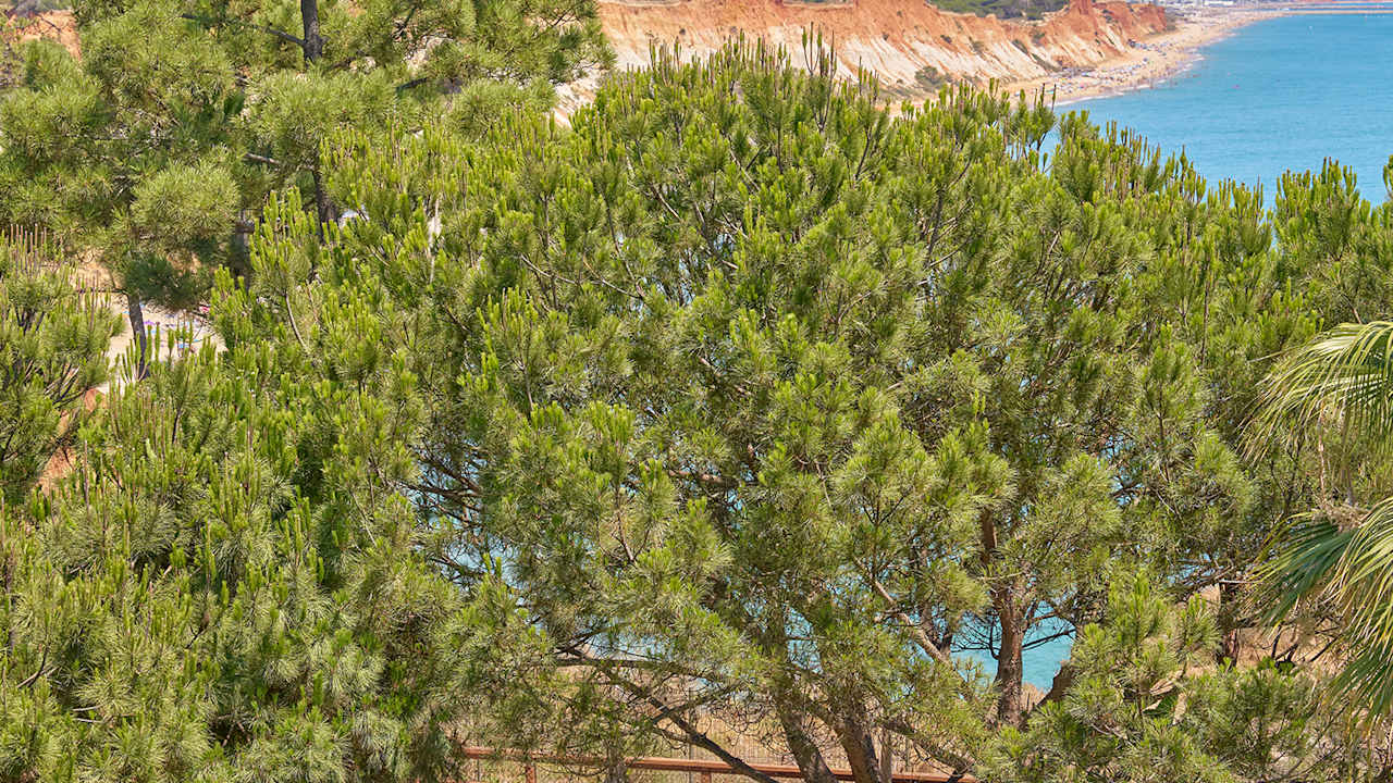 PortoBay Blue Ocean