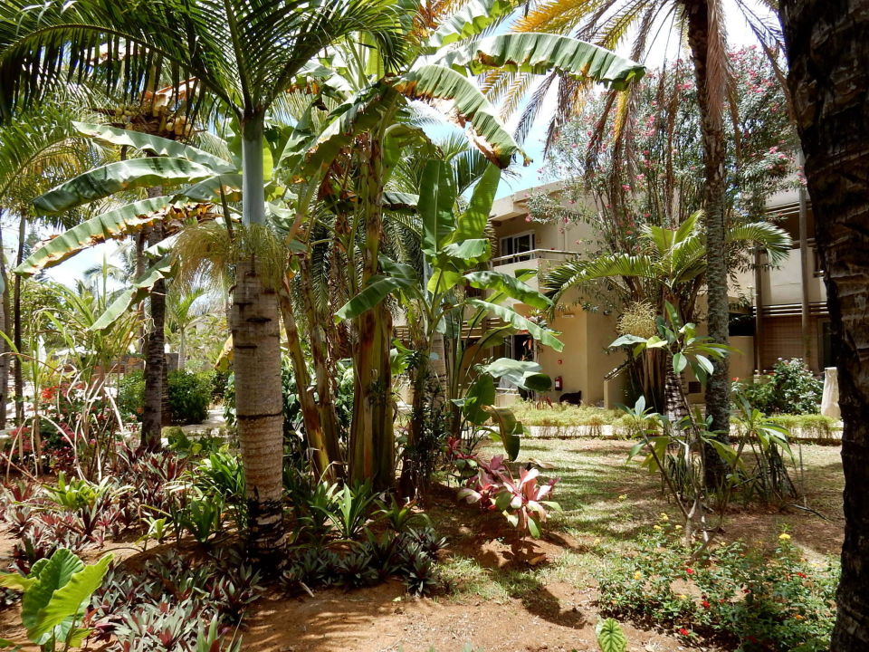 "Tropische Gartenanlage" Friday Attitude (Trou d'Eau Douce