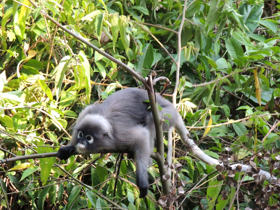 Download Suesse affen For iPhone