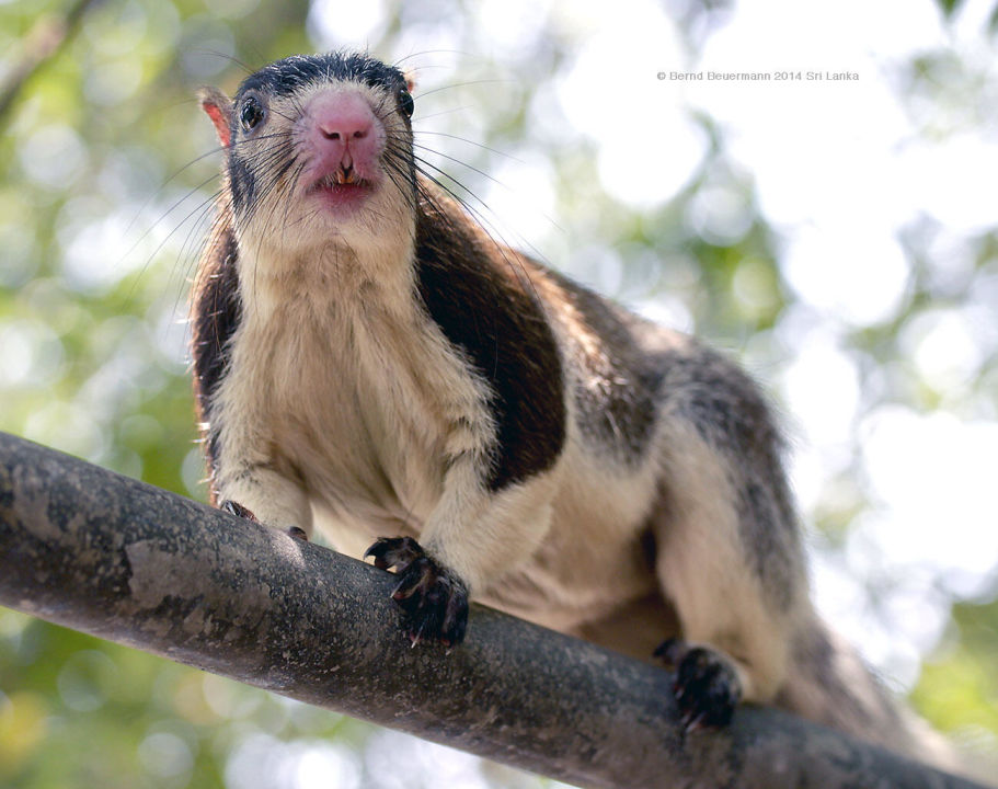 Indisches rieseneichhörnchen