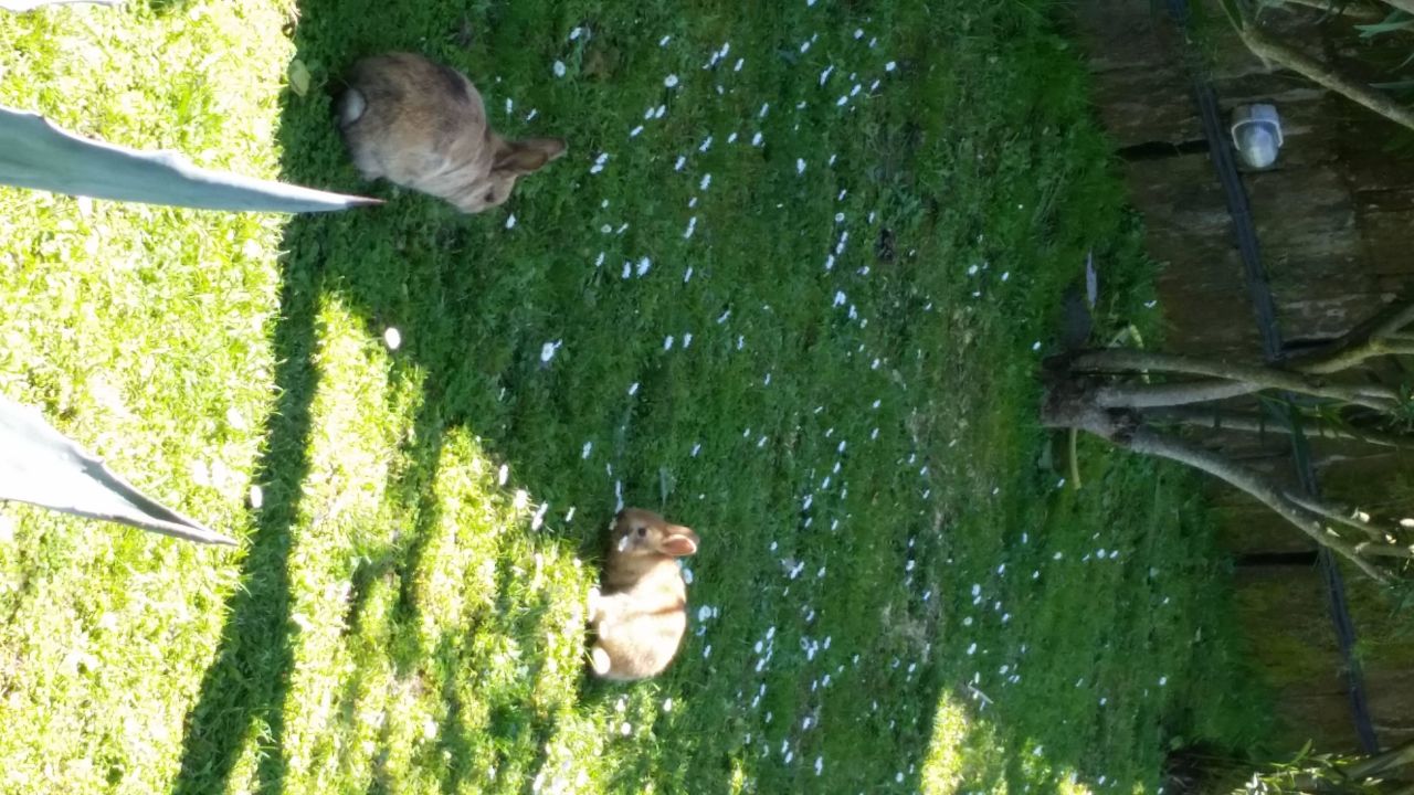 Hasen Im Garten Hotel Casale Antonietta Sorrent Holidaycheck