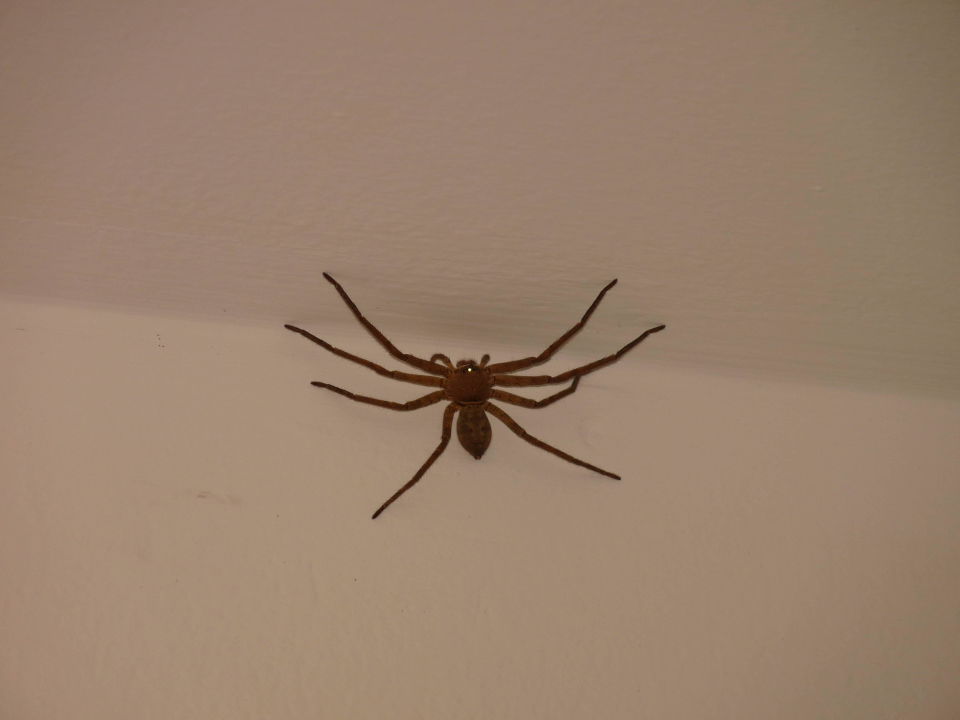 "Spinne " All Seasons Naiharn Phuket Hotel (Nai Harn) • HolidayCheck (Phuket Thailand)