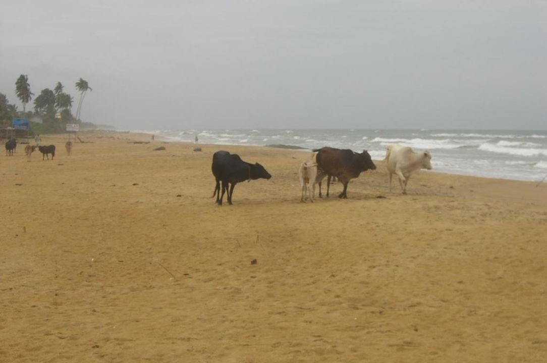 "Rinder am Strand" Tangerine Beach Hotel (Wadduwa ...