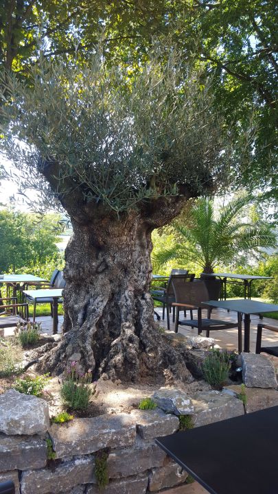 "Mediterraner Terrasse mit 500-jährigem Olivenbaum" AKZENT ...