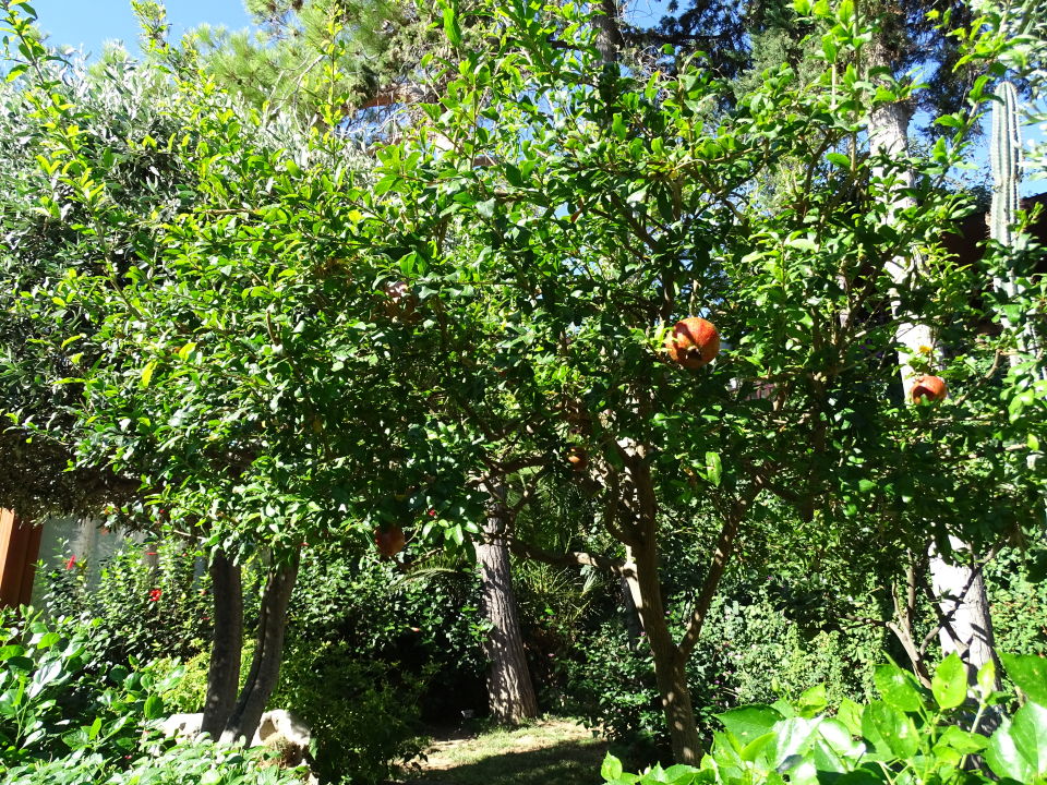 "Gartenanlage" Ikaros Beach Luxury Resort & Spa (Malia) • HolidayCheck