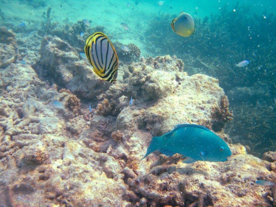 "Fische am Hausriff" Cinnamon Dhonveli Maldives (Thulusdhoo