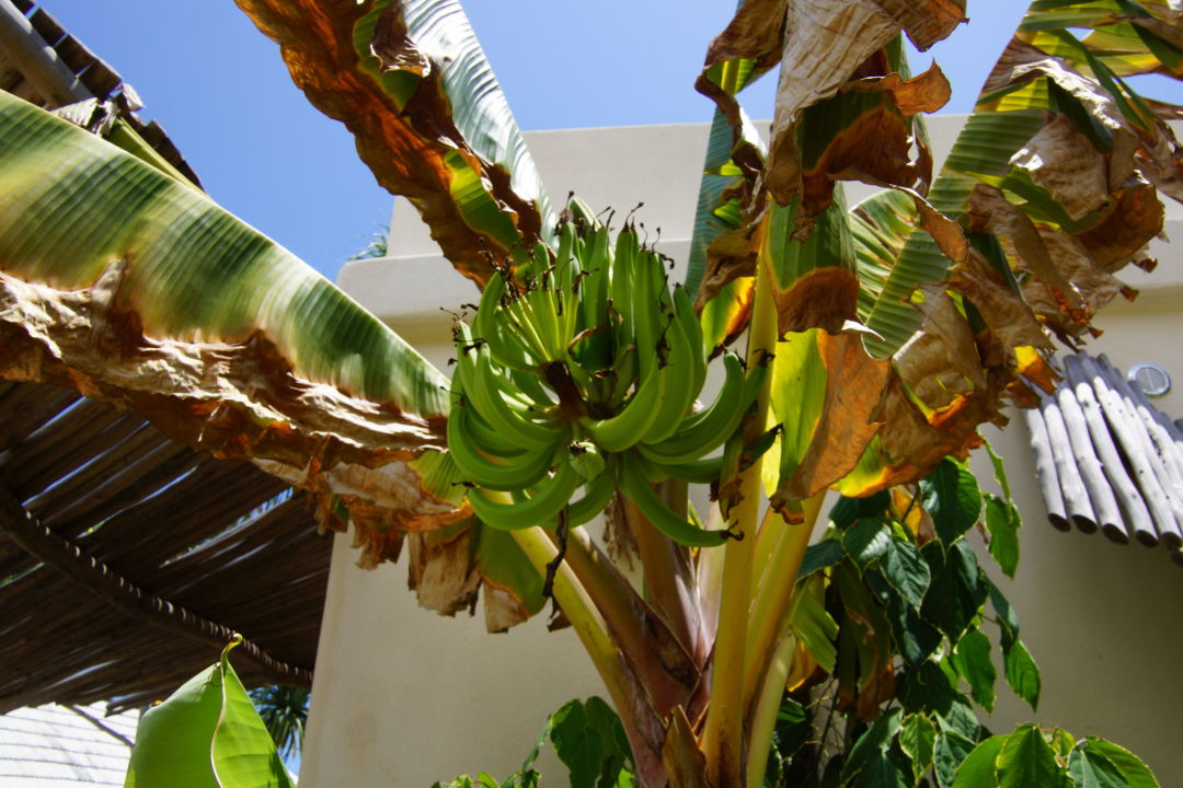 &quot;Bananenstaude im eigenen Garten&quot; White Sand Luxury Villas