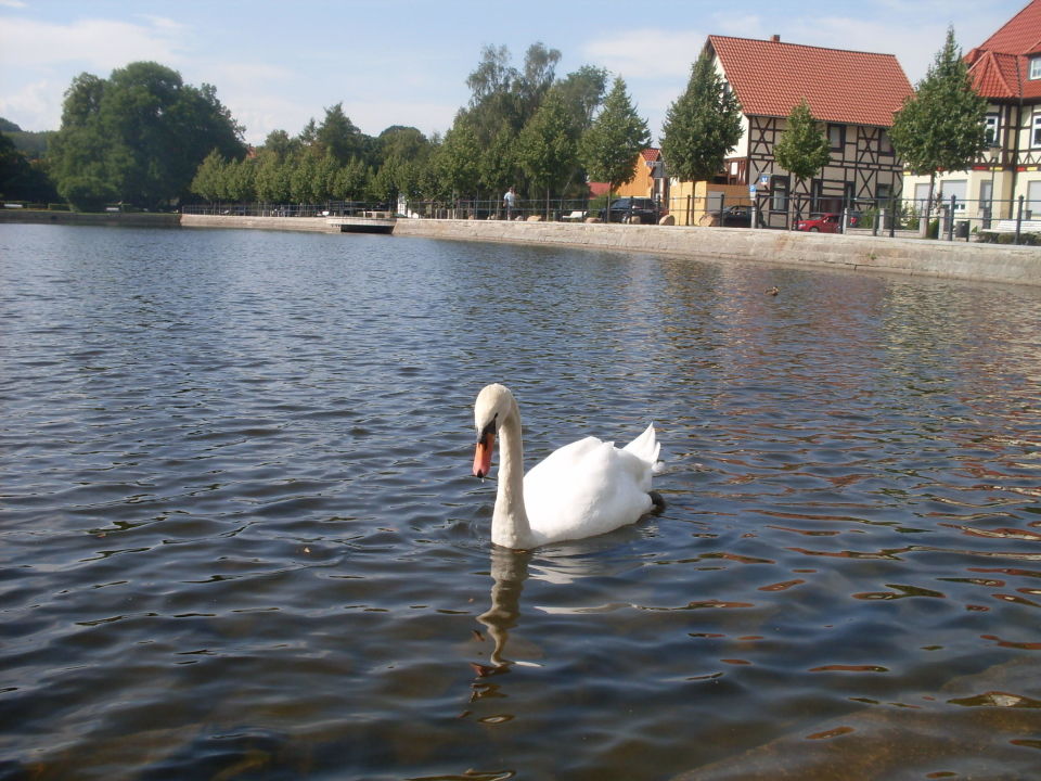 "Hoteleigener Forellenteich " Landhaus Zu den Rothen Forellen