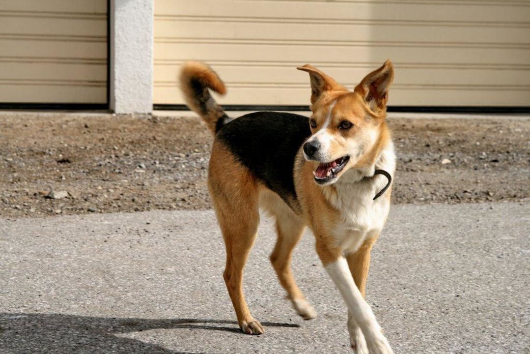 "Unser Hund Bella , freut sich immer über Spielgefährten" Bauernhof