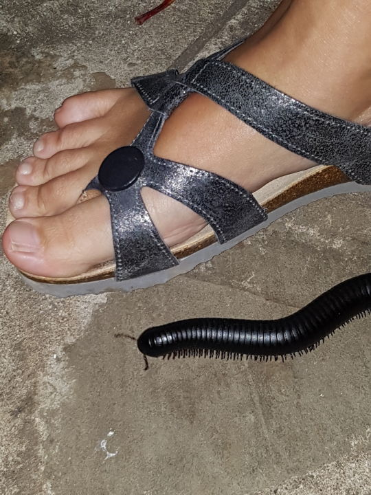 "Gartenanlage" Hotel Southern Palms Beach Resort (Diani Beach