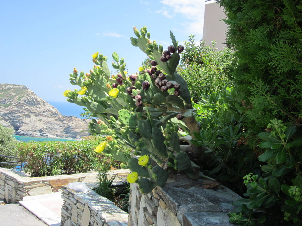 Eine Der Vielen Pflanzen Chc Athina Palace Resort Spa Ligaria