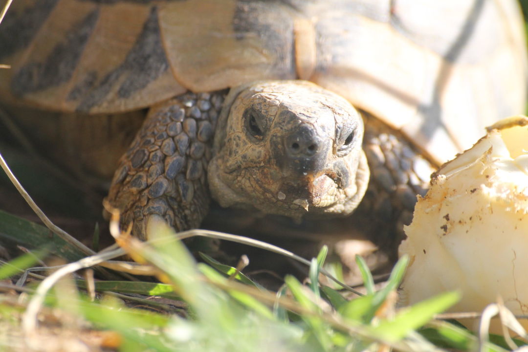 &quot;Schildkröte im Garten&quot; Villa Jannis