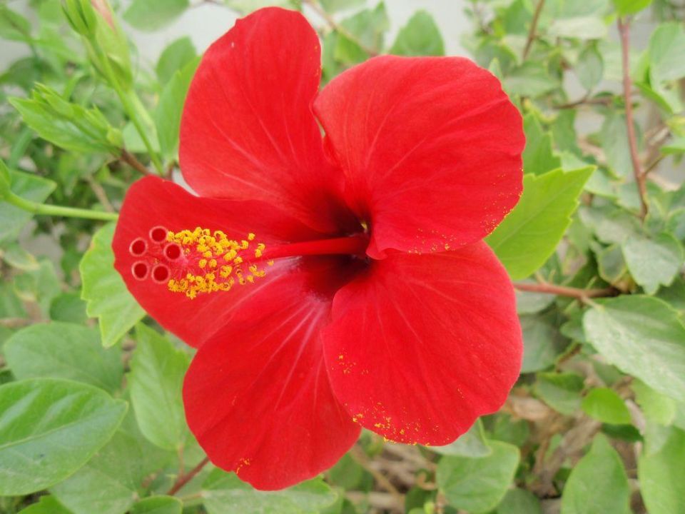 Uberall Schone Blumen Im Garten Arabella Azur Resort Hurghada Holidaycheck Hurghada Safaga Agypten