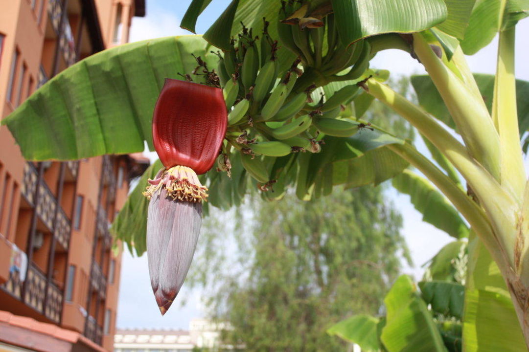 "Bananenbaum mit Blüte und Früchten" Hotel Villa Side (Side Kumköy