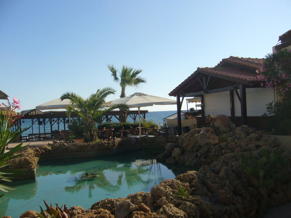 "Beach Bar" Cactus Beach (Stalis) • HolidayCheck (Kreta Griechenland)