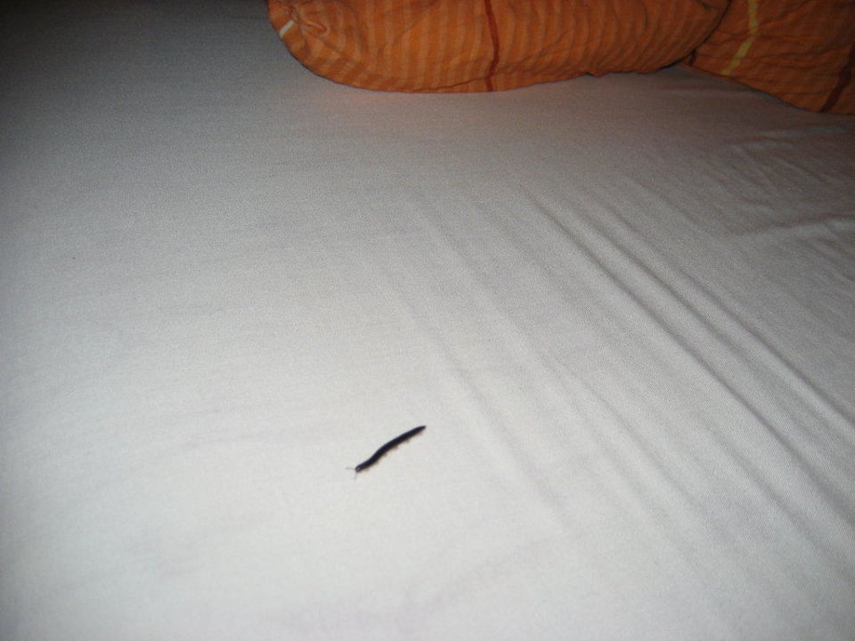 "Wurm auf dem Bett" Villen Los Lomos (El Paso) • HolidayCheck (La Palma Spanien)